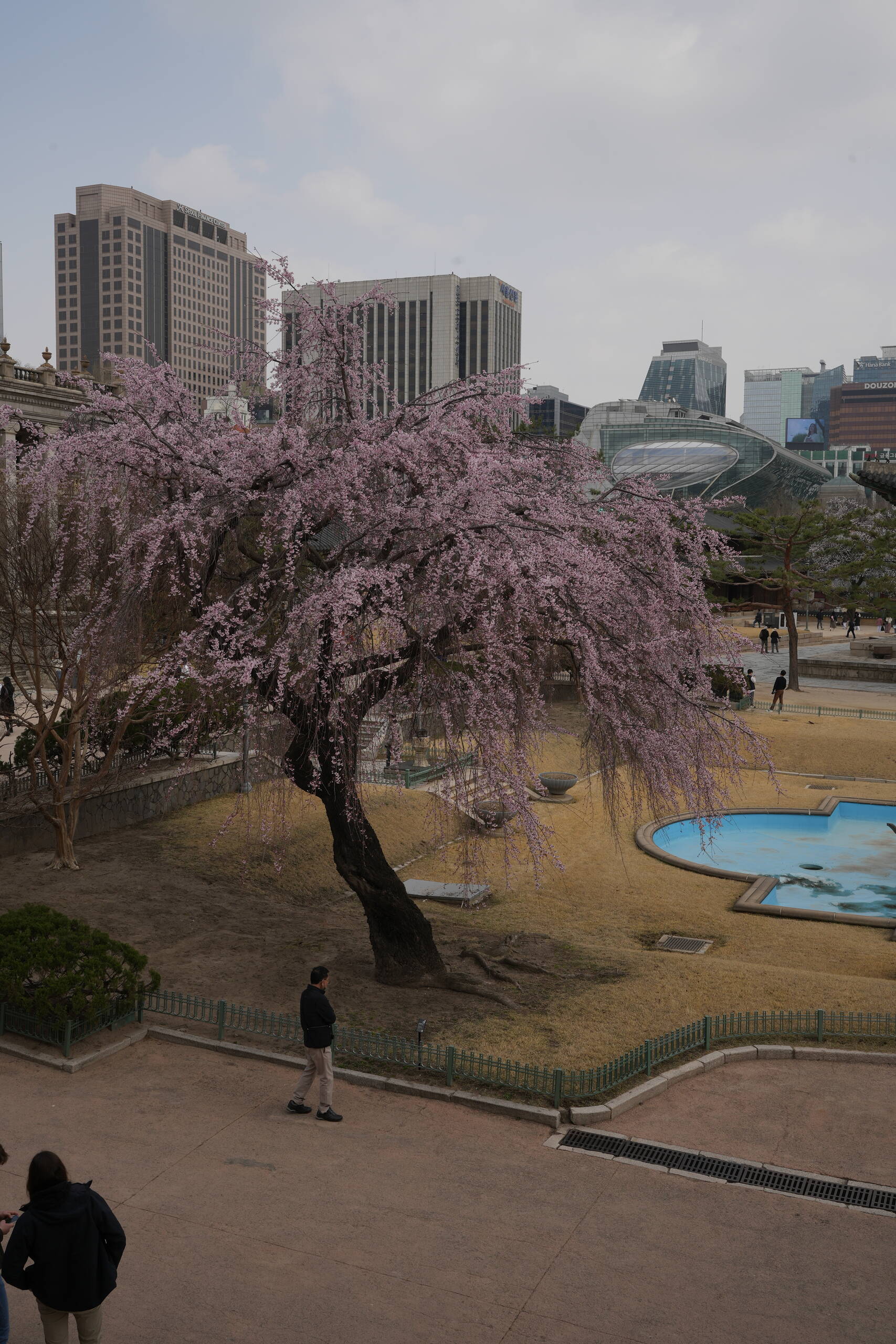 An image of cherry tree and buildings.